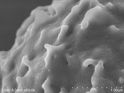 Neutrophil-conductive-staining